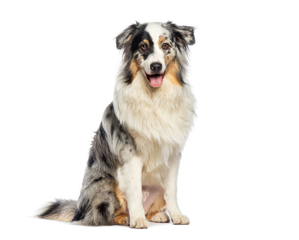 istock Sitting australian shepherd panting and looking at the camera, isolated on white 2190287585
