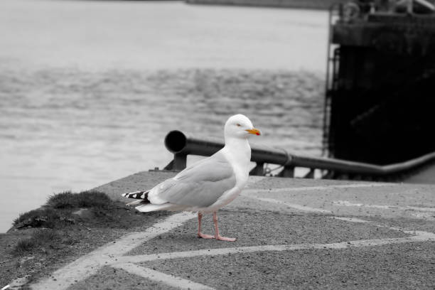 Herring gull in color standing on a black and white dock.
