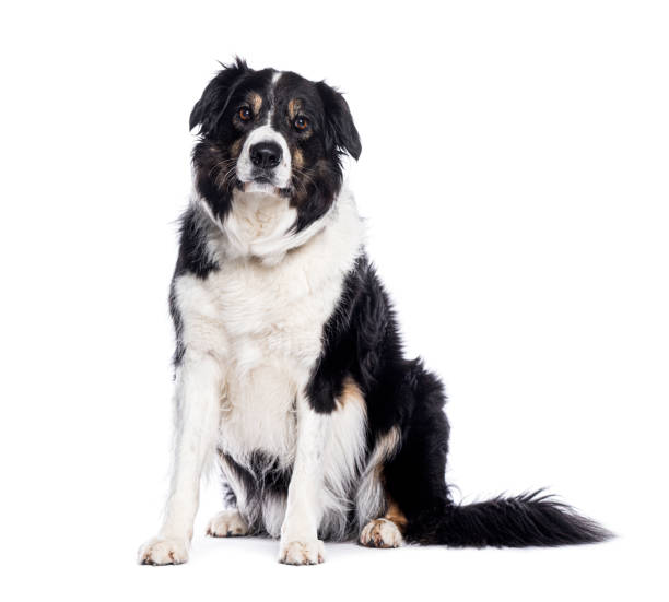 istock Border collie dog sitting and looking at camera on white background 2190287604