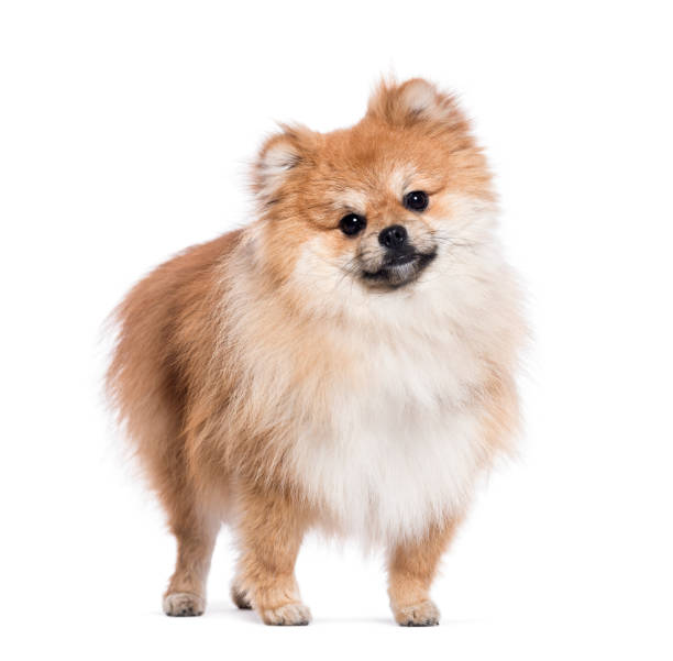 istock Cute pomeranian dog is standing and looking curious 2190287611
