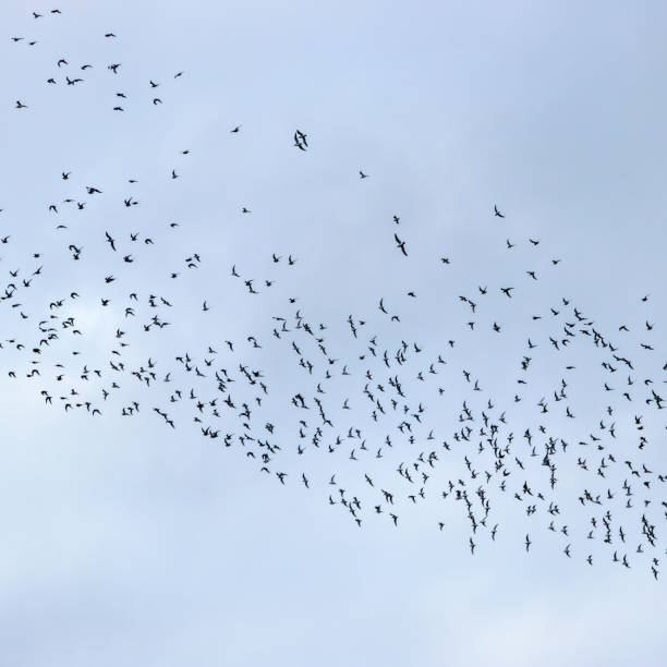 istock Flock of Red Knots (Calidris canutus) off Bull Island, Dublin, commonly found along coasts 2190289764