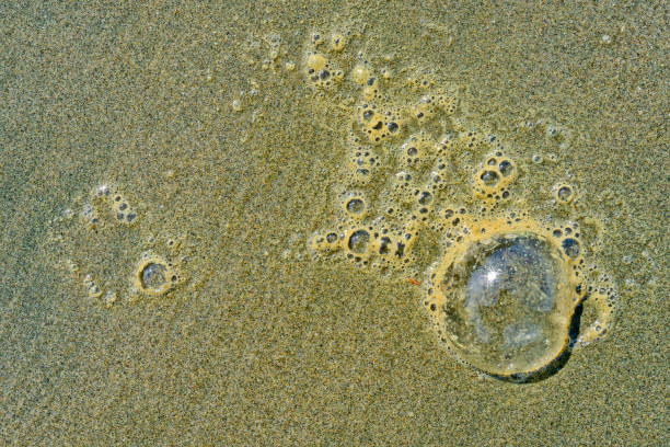 Sea foam bubbles found along the beach of Pacific Rim National Park on Vancouver Island, British Columbia