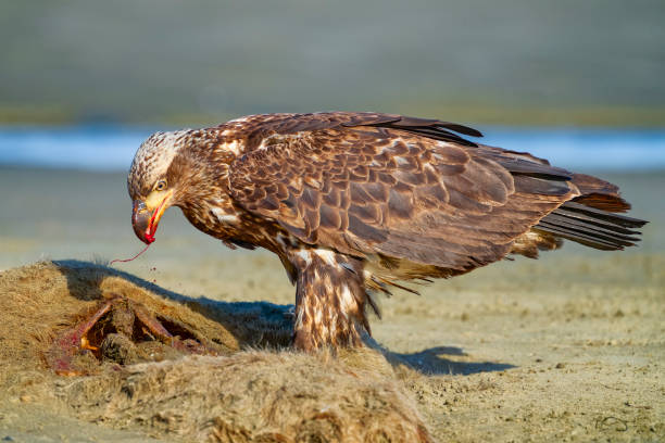 Bald Eagle foraging on a washed up seal carcass seen at the Pacific Rim National Park on Vancouver Island, British Columbia