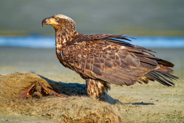 istock Birds on Vancouver Island British Columbia 2190295131