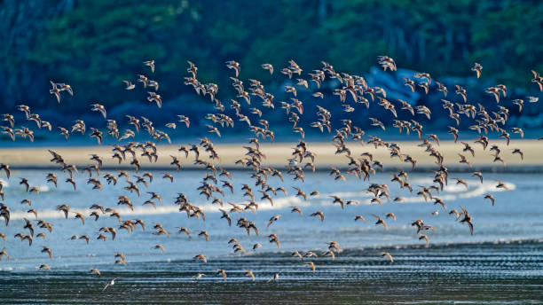 istock Vancouver Island British Columbia 2190295159