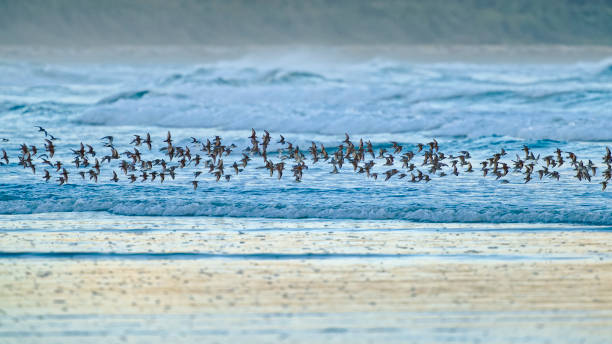 Migrating Birds flocking on the shoreline of Pacific Rim National Park on Vancouver Island, British Columbia