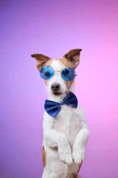 istock Dog wearing blue bow tie and sunglasses standing tall 2190295238