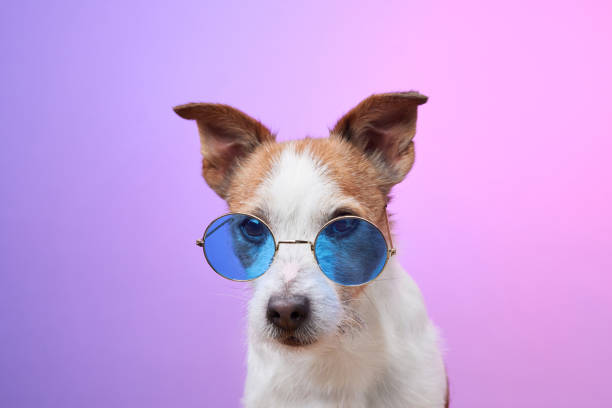 istock Dog wearing blue sunglasses stylishly posing 2190295240