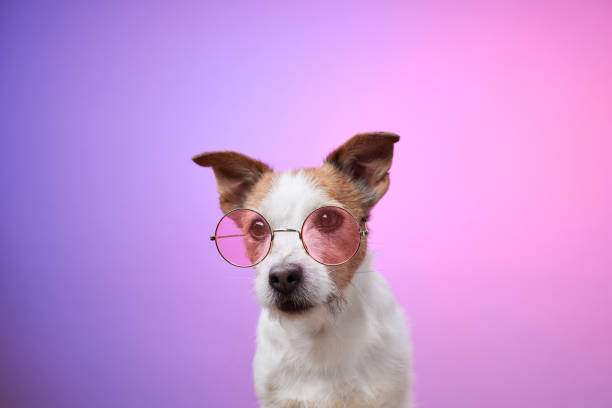 istock Dog wearing pink sunglasses against soft pink background 2190295241