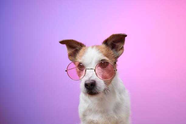 istock Dog with pink sunglasses posing playfully 2190295242