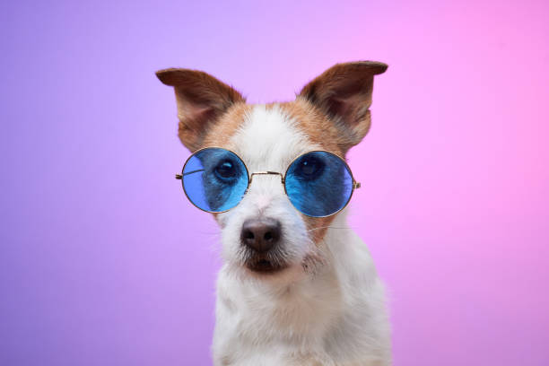 istock Dog wearing blue sunglasses on pink background 2190295243