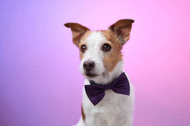 istock Dog wearing bow tie posing stylishly 2190295244