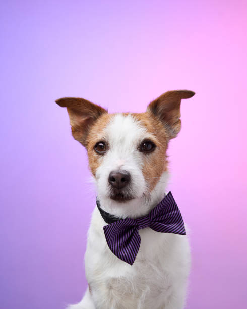 istock Dog wearing purple bow tie calmly posing 2190295246