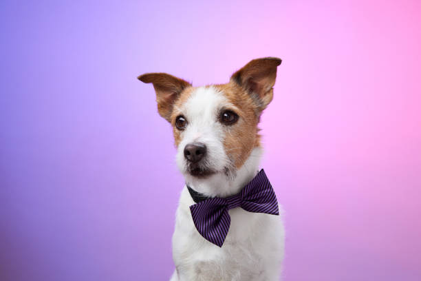istock Dog in purple bow tie with curious expression 2190295250