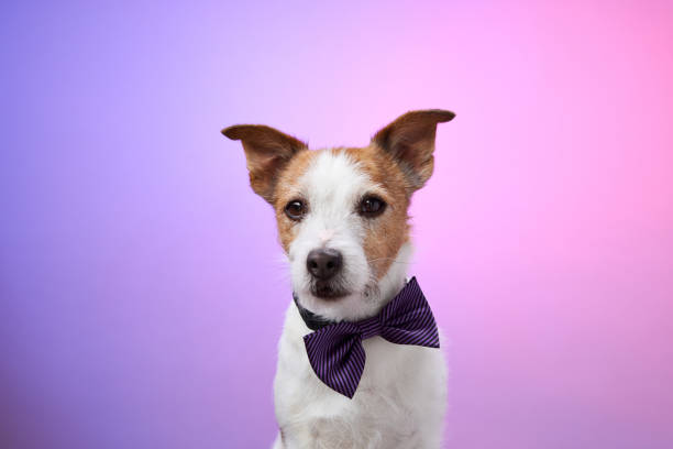 istock Dog with purple bow tie against pink background 2190295253