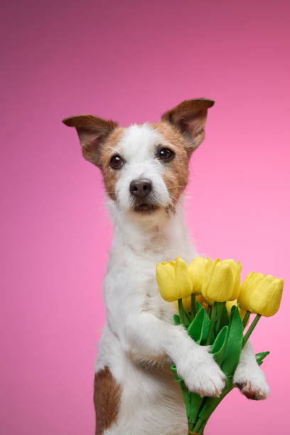 istock Dog holding yellow flowers against pink background 2190295254