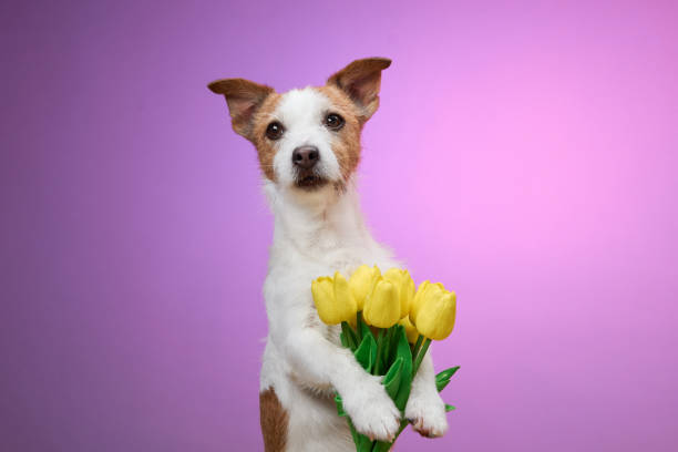 istock Dog with yellow flowers on pink background 2190295255