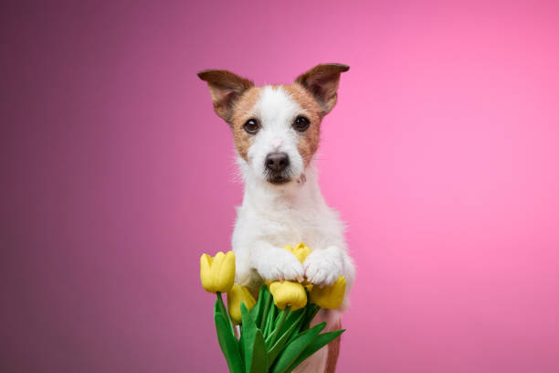 istock Dog with yellow flowers on pink backdrop 2190295258