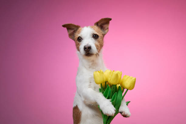 istock Dog with yellow tulips calmly posing 2190295259