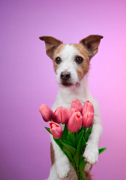 istock Dog with pink flowers on pink background 2190295260