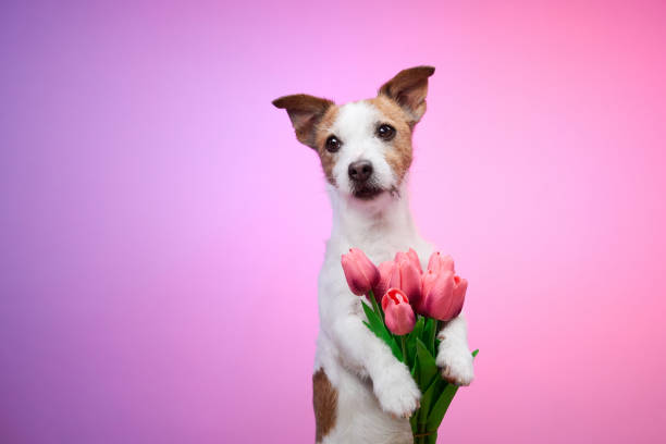 istock Dog holding pink flowers calmly 2190295270