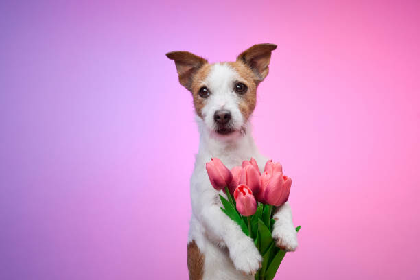 istock Dog holding pink tulips on soft pink background 2190295272