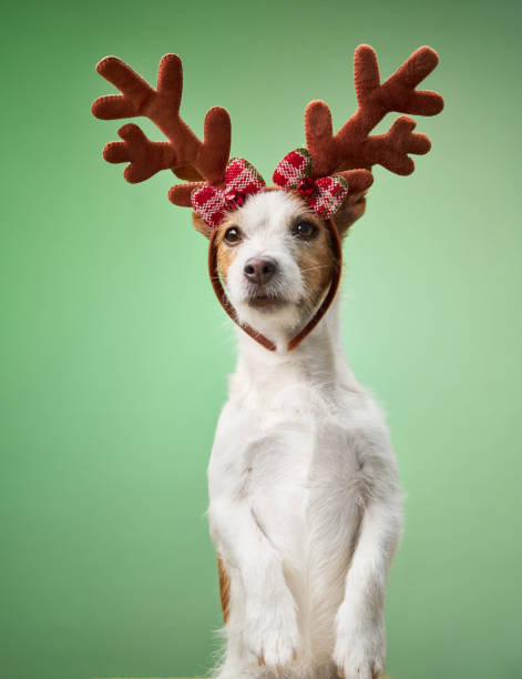 istock Dog with reindeer antlers on green background 2190295274