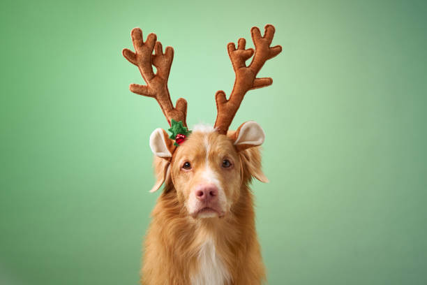 istock Dog with reindeer antlers looking up 2190295281