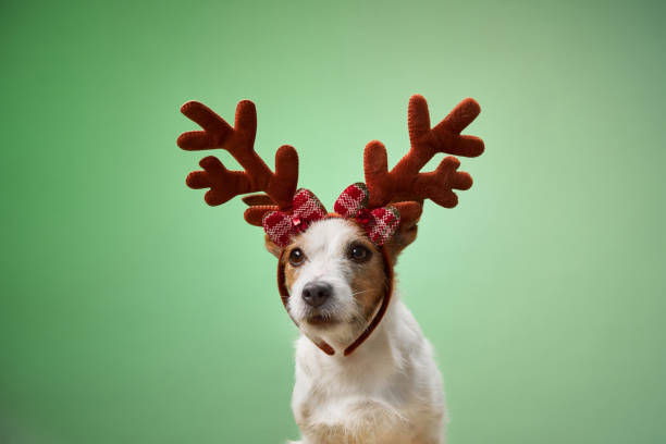 istock Dog in reindeer antlers on green background 2190295282