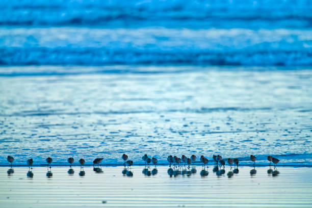 Migrating Birds flocking on the shoreline of Pacific Rim National Park on Vancouver Island, British Columbia