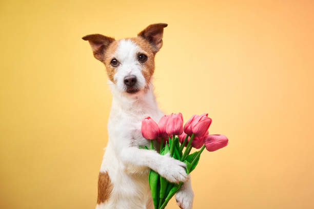 istock Dog with pink flowers on yellow background 2190295298