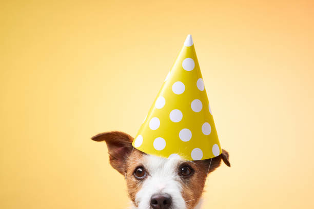 istock Dog with yellow party hat on orange background 2190295299