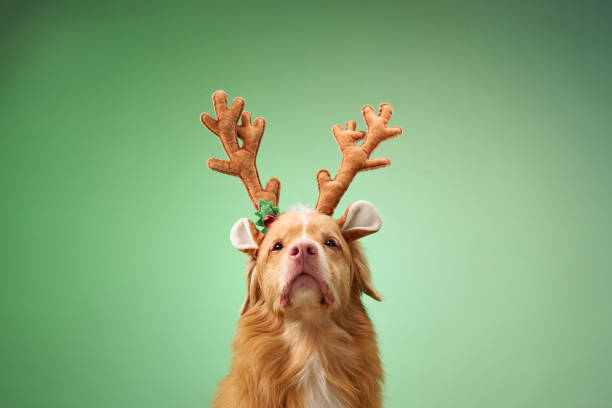 istock Dog with reindeer antlers on green background 2190295301
