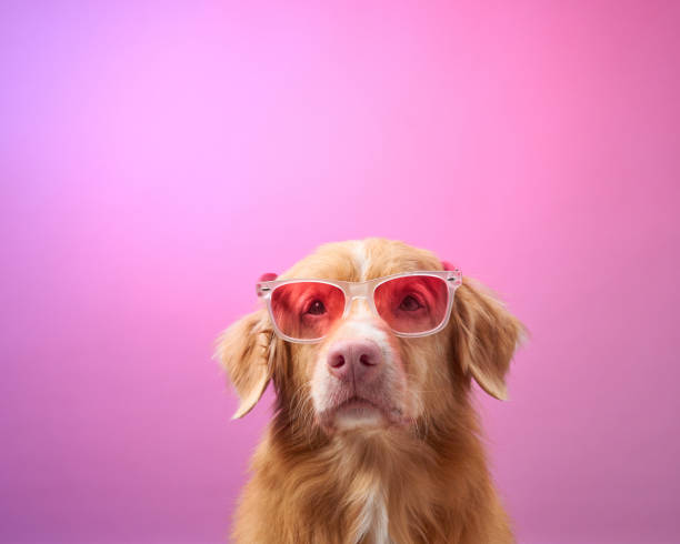 istock Dog with pink sunglasses on pink background 2190295303