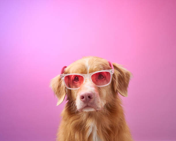 istock Dog with pink sunglasses 2190295310