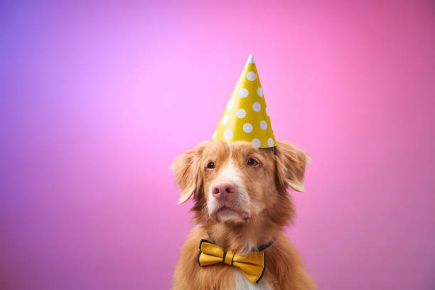 istock Dog with party hat and yellow bowtie 2190295311
