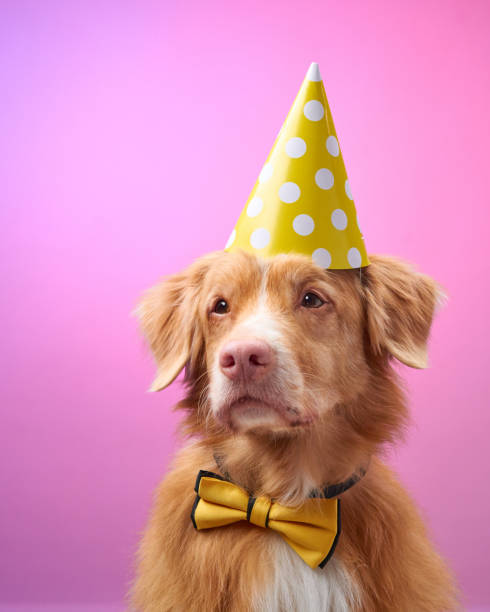 istock Dog with yellow party hat 2190295312