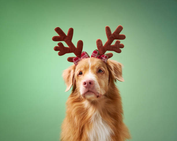 istock Dog with festive reindeer headband 2190295313