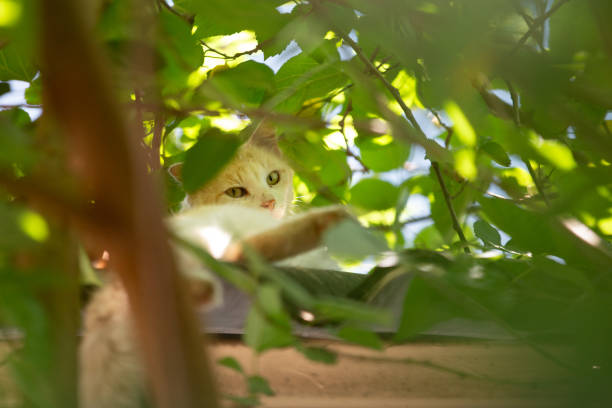 istock A yellow cat on the roof. 2190296615