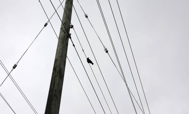 istock One Crow on a Power Line in Canada 2190297136