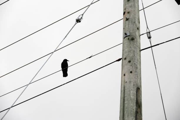 istock One Crow on a Power Line in Metro Vancouver, Canada 2190297182