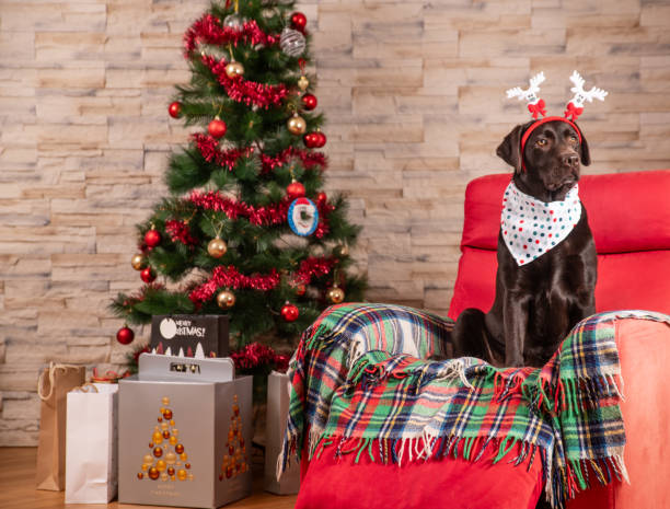Brown Labrador dog with a reindeer antlers sitting on a sofa