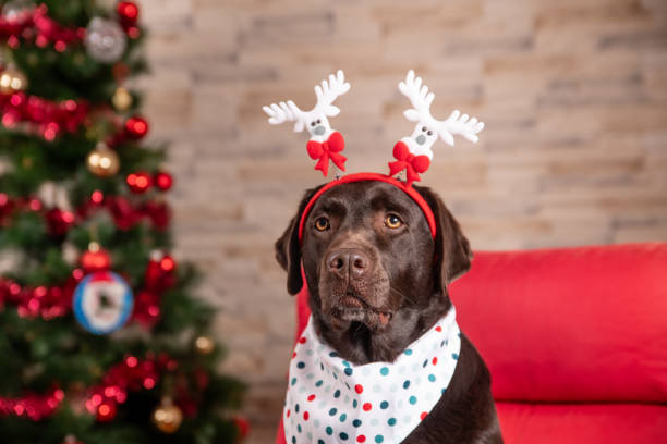 istock Brown Labrador dog with a reindeer antlers sitting on a sofa 2190297258