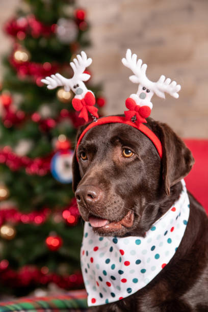 istock Brown Labrador dog with a reindeer antlers sitting on a sofa 2190297259