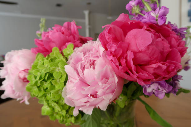 istock A vibrant floral arrangement featuring bright pink peonies, soft pink blooms, green hydrangeas, and purple accents, displayed in a vase against a softly lit interior setting. 2190297569