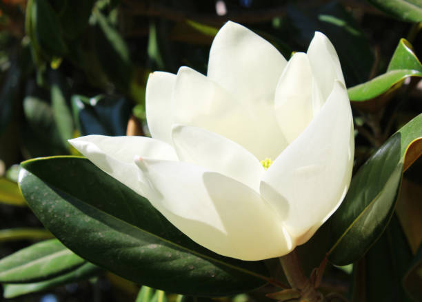 istock White Magnolia grandiflora flower, ornamental tree 2190301555