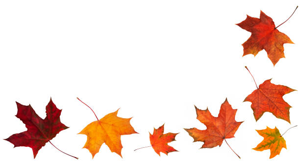 istock Autumn leaves falling down Isolated on white background 2190301989