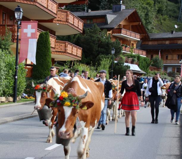 Cows parading through village of Gryon at traditional Swiss festival and parade celebrating the return of the cows from their summer pastures in the mountains to the plain, village of Gryon, Vaud, Switzerland, September 2024