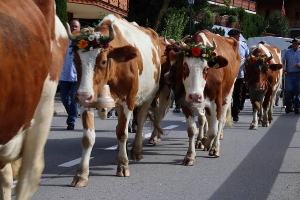 Cows parading through village of Gryon at traditional Swiss festival and parade celebrating the return of the cows from their summer pastures in the mountains to the plain, village of Gryon, Vaud, Switzerland, September 2024