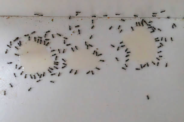 istock Small Black ants at poison station 2190306158